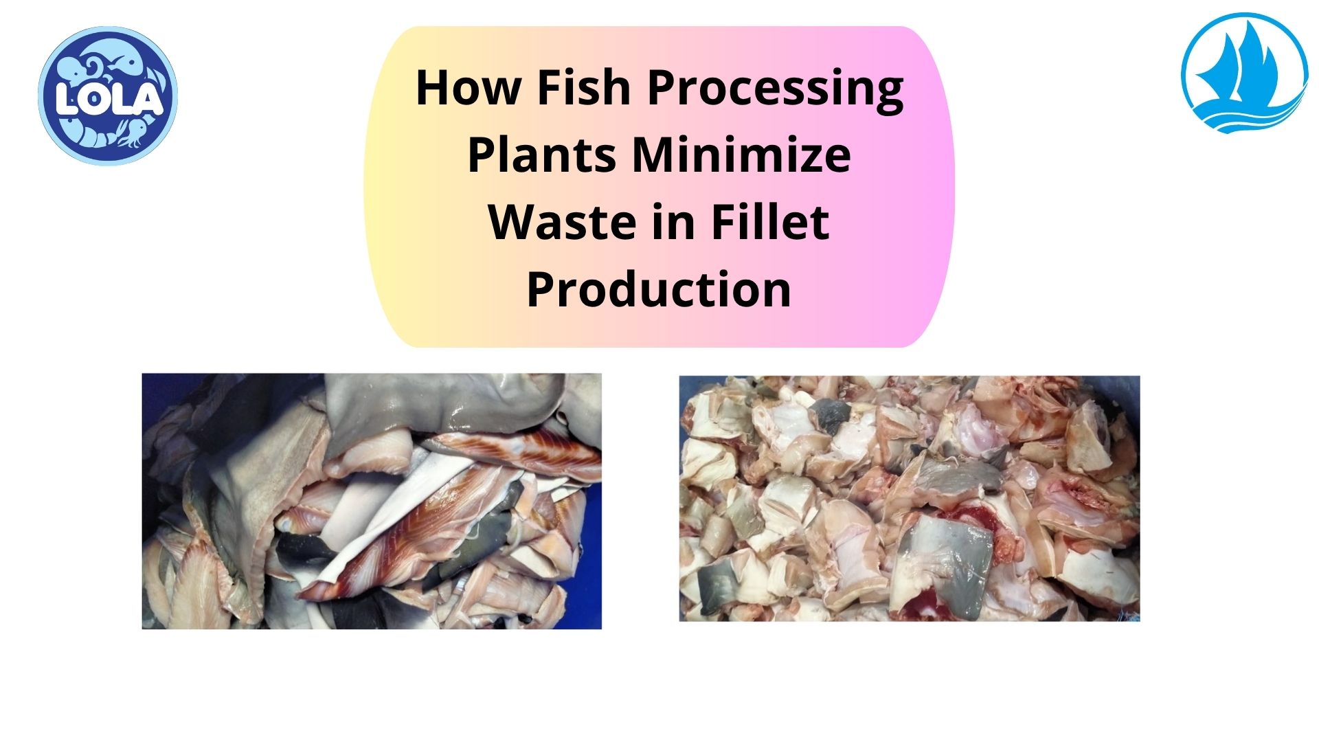  How Fish Processing Plants Minimize Waste in Fillet Production